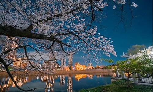 东京上野公园_东京上野公园樱花